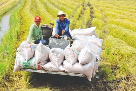 Trình Thủ tướng ban hành chỉ thị về tăng cường xuất khẩu gạo

