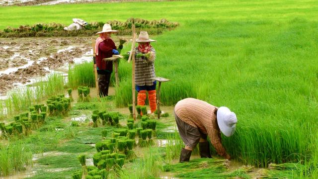 Thái Lan kêu gọi giảm trồng lúa, nguồn cung gạo tiếp tục gặp khó
