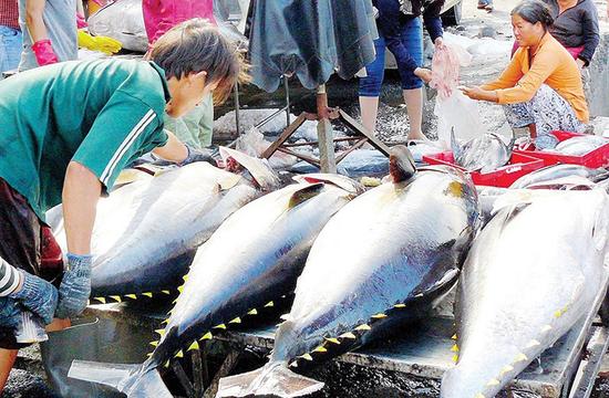 Cá ngừ đóng hộp xuất sang Hàn Quốc tăng gần 500%