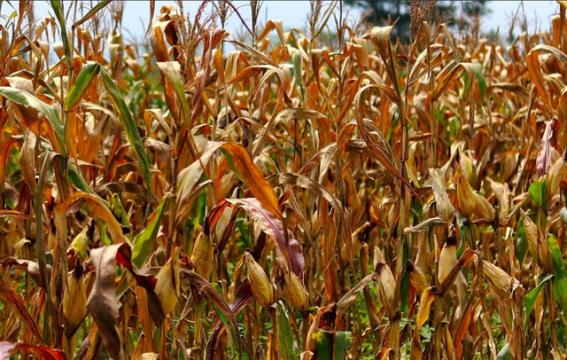 Hà Tĩnh: Hàng chục ha ngô sắp đến kỳ thu hoạch bất ngờ bị chết khô