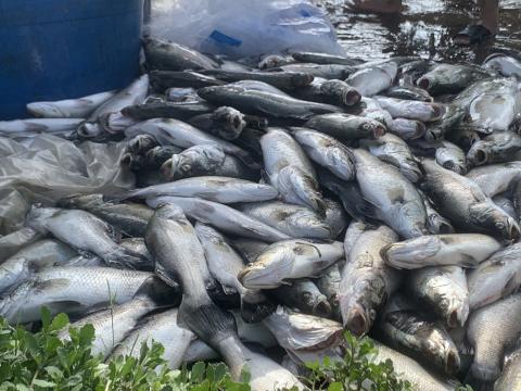 Hơn 50 tấn cá nuôi lồng bè ở Hà Tĩnh bị sốc nước chết hàng loạt