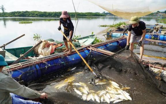 Hà Tĩnh: Nhiều hộ nuôi cá lồng bè điêu đứng vì cá chết