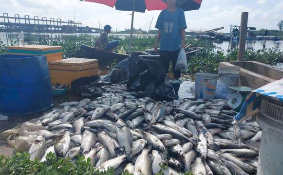 Tìm ra nguyên nhân khiến 50 tấn cá chết hàng loạt ở Hà Tĩnh
