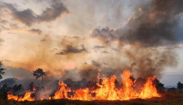 Lâm Đồng: Cháy rừng ở thành phố Bảo Lộc, hàng trăm cây thông bị thiêu rụi