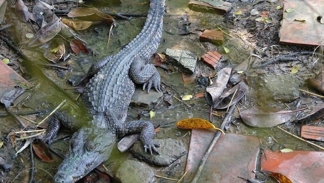 Kiên Giang: Khẩn trương truy tìm 4 con cá sấu xổng chuồng