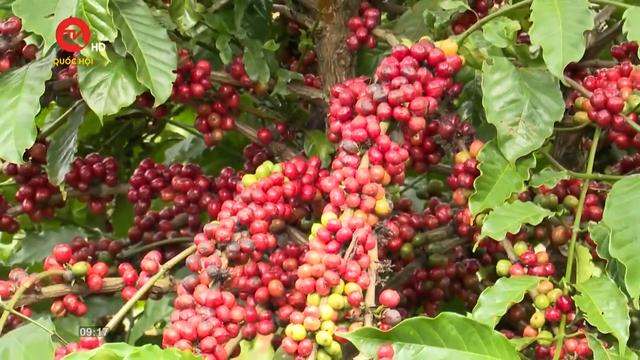 Nông nghiệp Việt Nam: Phát triển bền vững cây cà phê