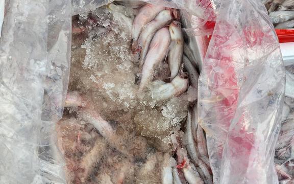Quảng Bình phát hiện mẫu cá khoai chứa formol