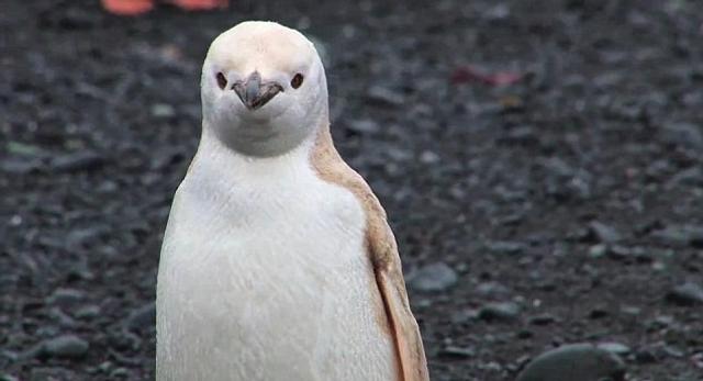 Phát hiện chim cánh cụt trắng hiếm thấy tại Nam Cực