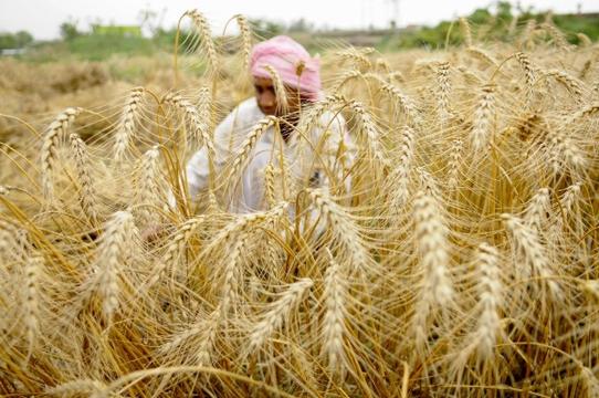 Ấn Độ có thể cấm xuất khẩu hầu hết các loại gạo