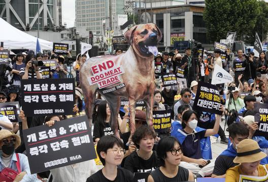 Hàn Quốc xem xét ban hành luật cấm ăn thịt chó sau 5 năm