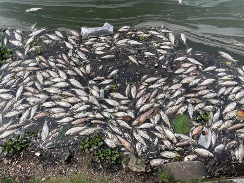 Lại xuất hiện tình trạng cá chết hàng loạt ở Hồ Tây, Hà Nội
