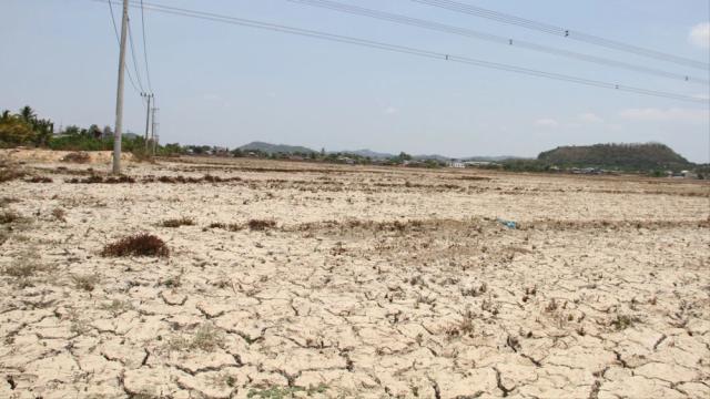 Hơn 2.000 ha cây trồng tại Đắk Lắk bị ảnh hưởng do hạn hán 