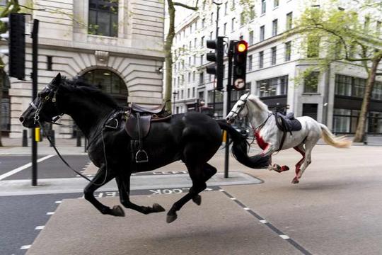 5 con ngựa kỵ binh Hoàng gia Anh bị sổng, 4 người nhập viện