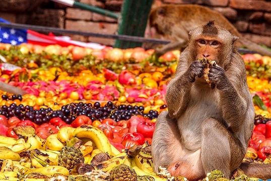 Thái Lan thu hút khách du lịch với Lễ hội khỉ