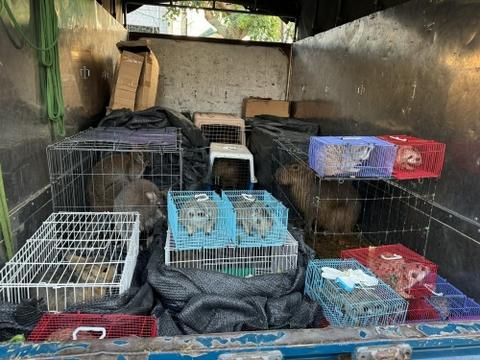 Phát hiện 28 cá thể chồn, chuột túi trên xe tải
