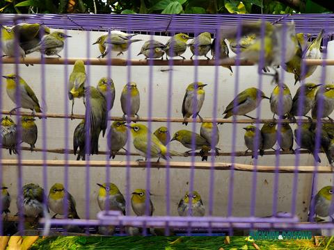 Huế đề xuất cấm mua bán chim phóng sinh trước cửa chùa