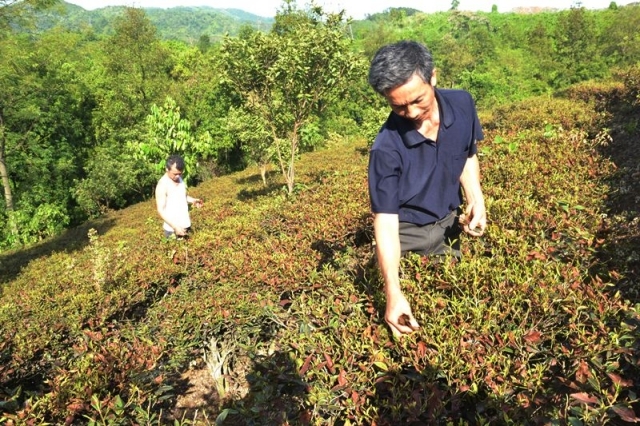 Cây trồng "chết cháy" do sự cố rò khí độc ở Lào Cai được xử lý thế nào?