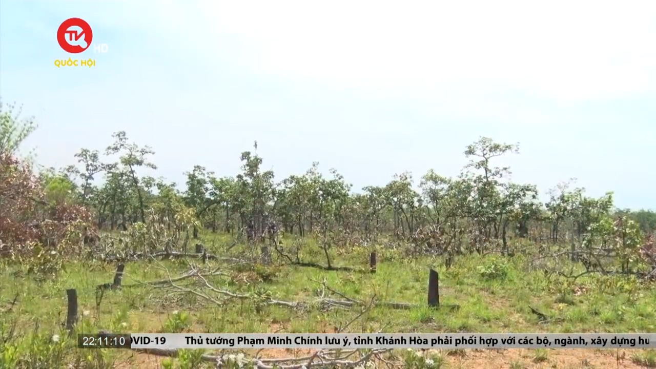 Nan giải bài toán tăng độ che phủ rừng tại Đắk Lắk
