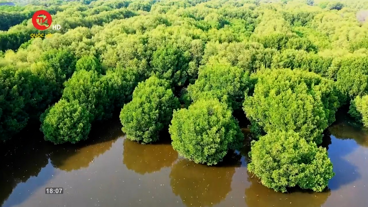 Câu chuyện hôm nay: Suy giảm nghiêm trọng rừng ngập mặn - Chính sách nào để phục hồi?