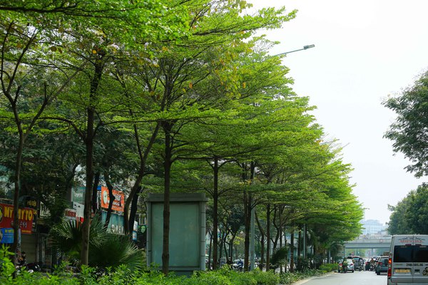 Hà Nội trồng mới 500.000 cây xanh, thí điểm trồng bổ sung hoa ở phố cổ