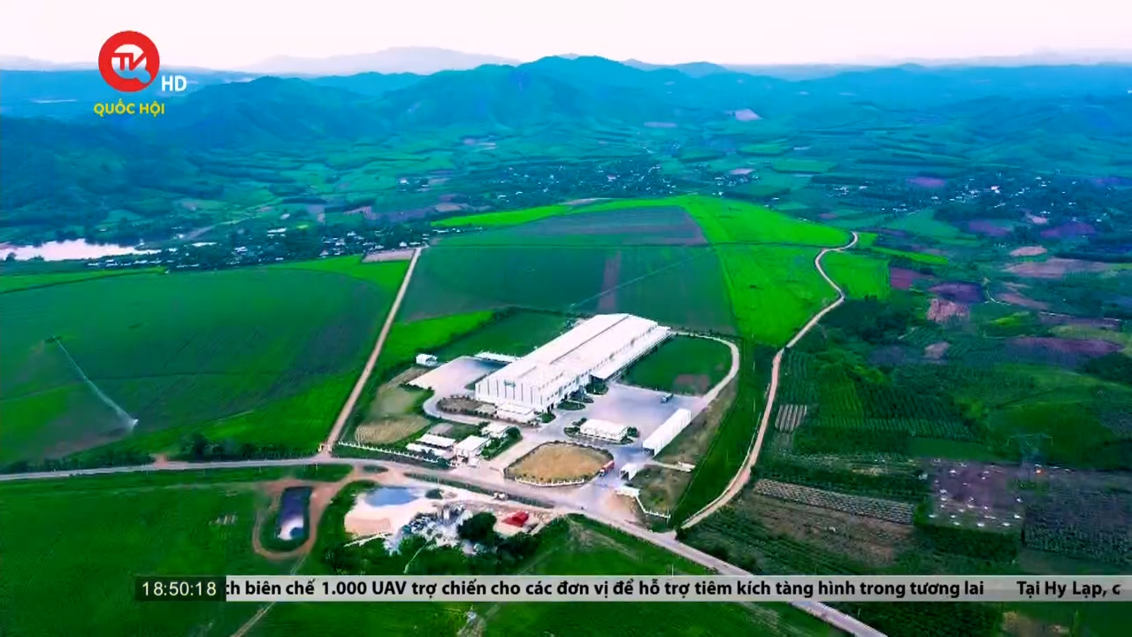 TH gia tăng quy mô đàn bò sữa lớn nhất Việt Nam