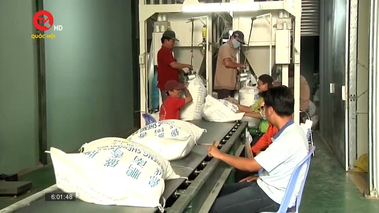 Xuất khẩu gạo Việt Nam sẽ tăng cao