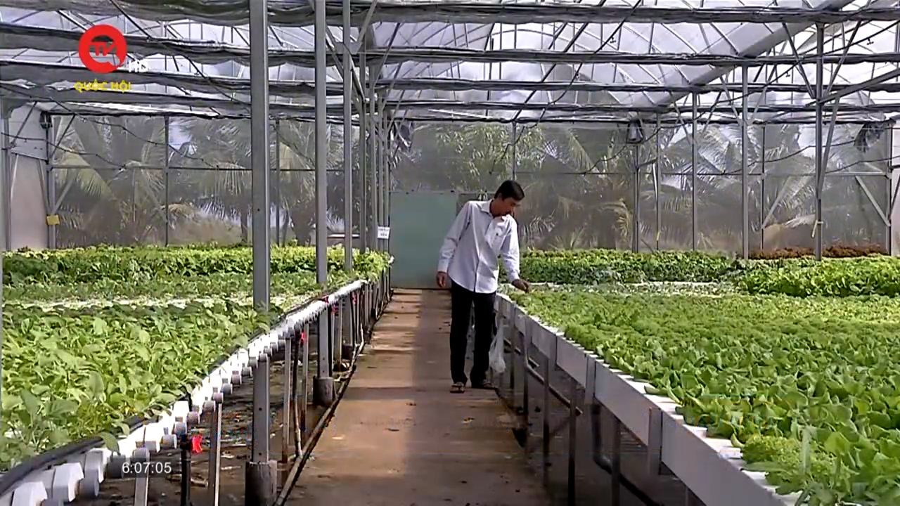 Cà Mau: Bỏ ghế giám đốc về trồng rau sạch