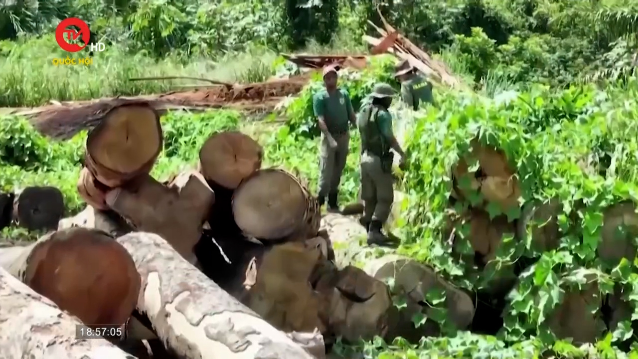 Rừng Amazon bị tàn phá nặng nề