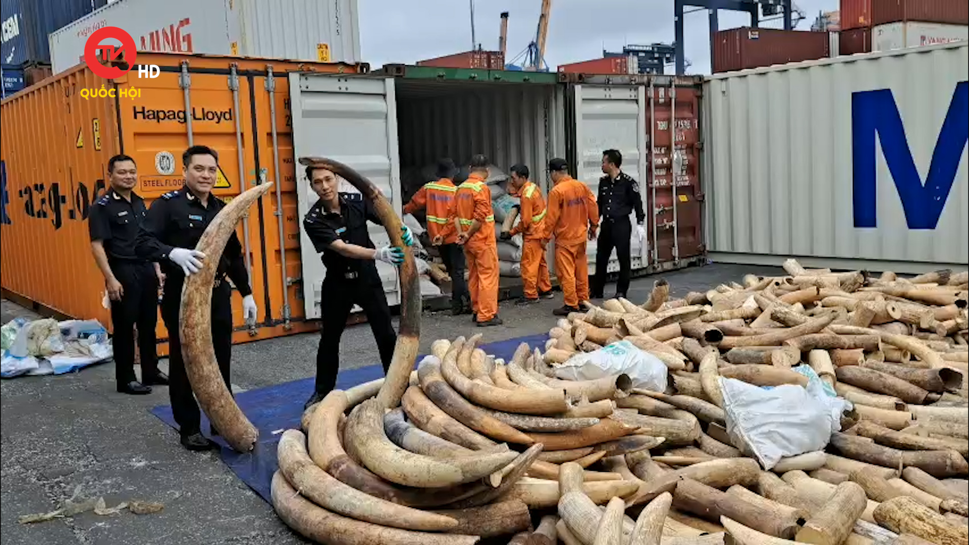 Bắt giữ 7 tấn ngà voi nhập lậu trong container khai báo là… hạt lạc