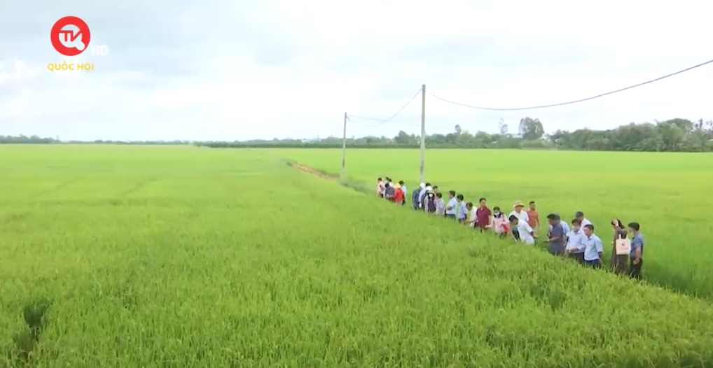 Nông nghiệp Việt Nam: Xuất khẩu gạo tăng về chất