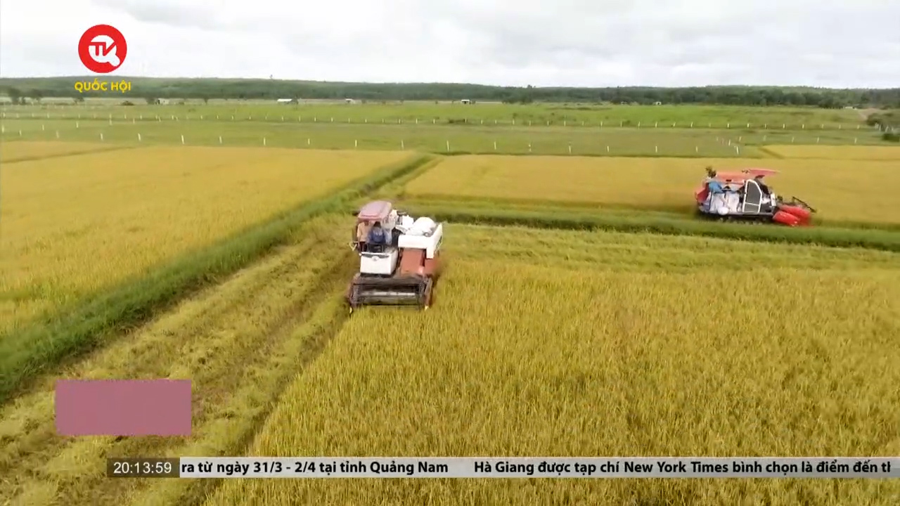 Xuất khẩu gạo Việt Nam đứng trước cơ hội lớn