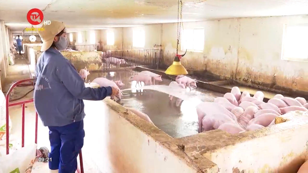 Nông nghiệp Việt Nam: Người chăn nuôi tiếp tục gặp khó từ tác động thị trường và nguồn nguyên liệu đầu vào