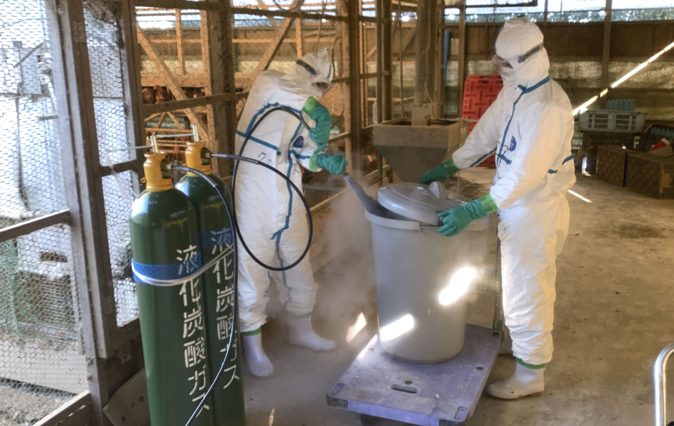 Nhật sắp hết chỗ chôn gà chết vì cúm gia cầm