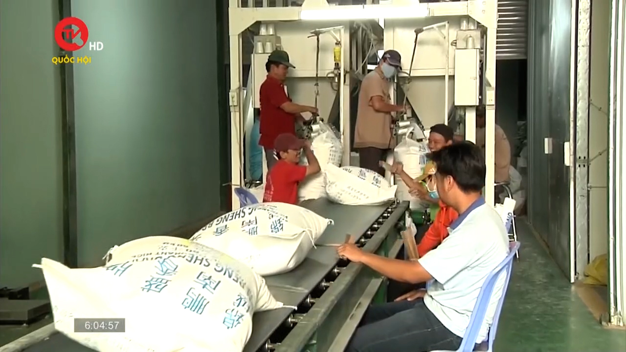 Giá gạo Việt Nam vượt đối thủ cạnh tranh