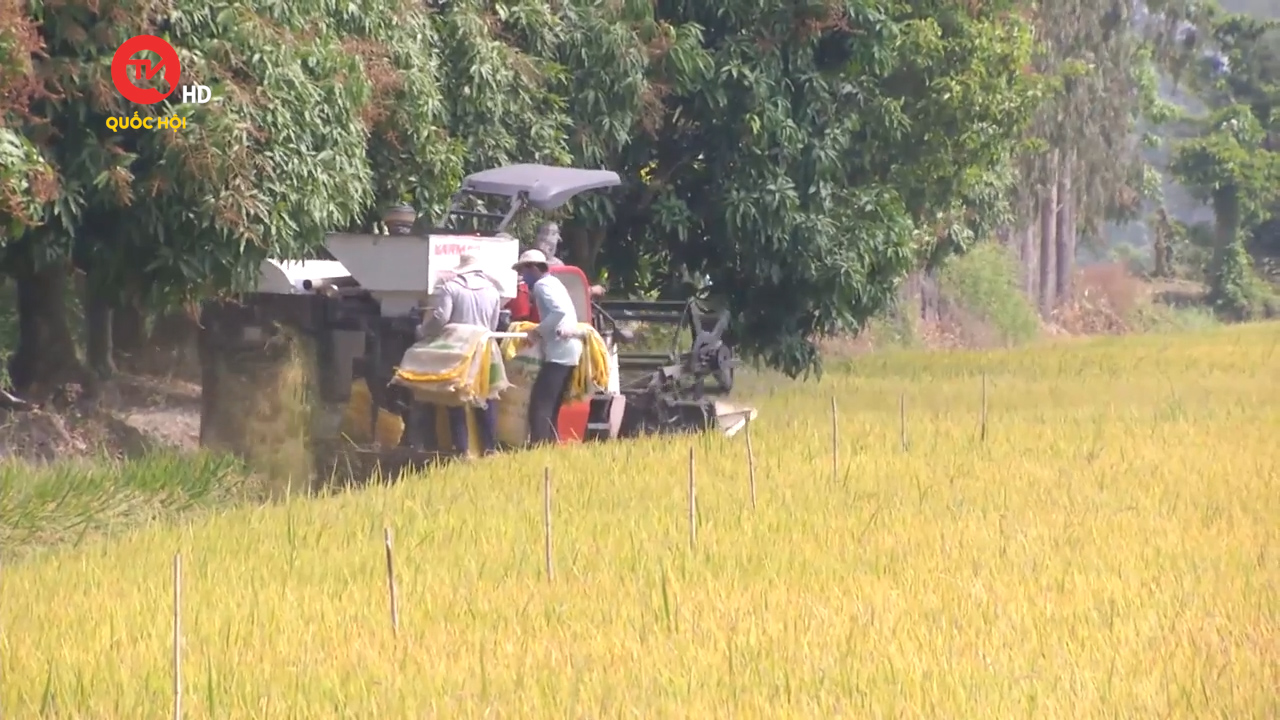 Nông nghiệp Việt Nam: Gỡ rào cản nâng cao hiệu quả tích tụ đất cho hợp tác xã nông nghiệp