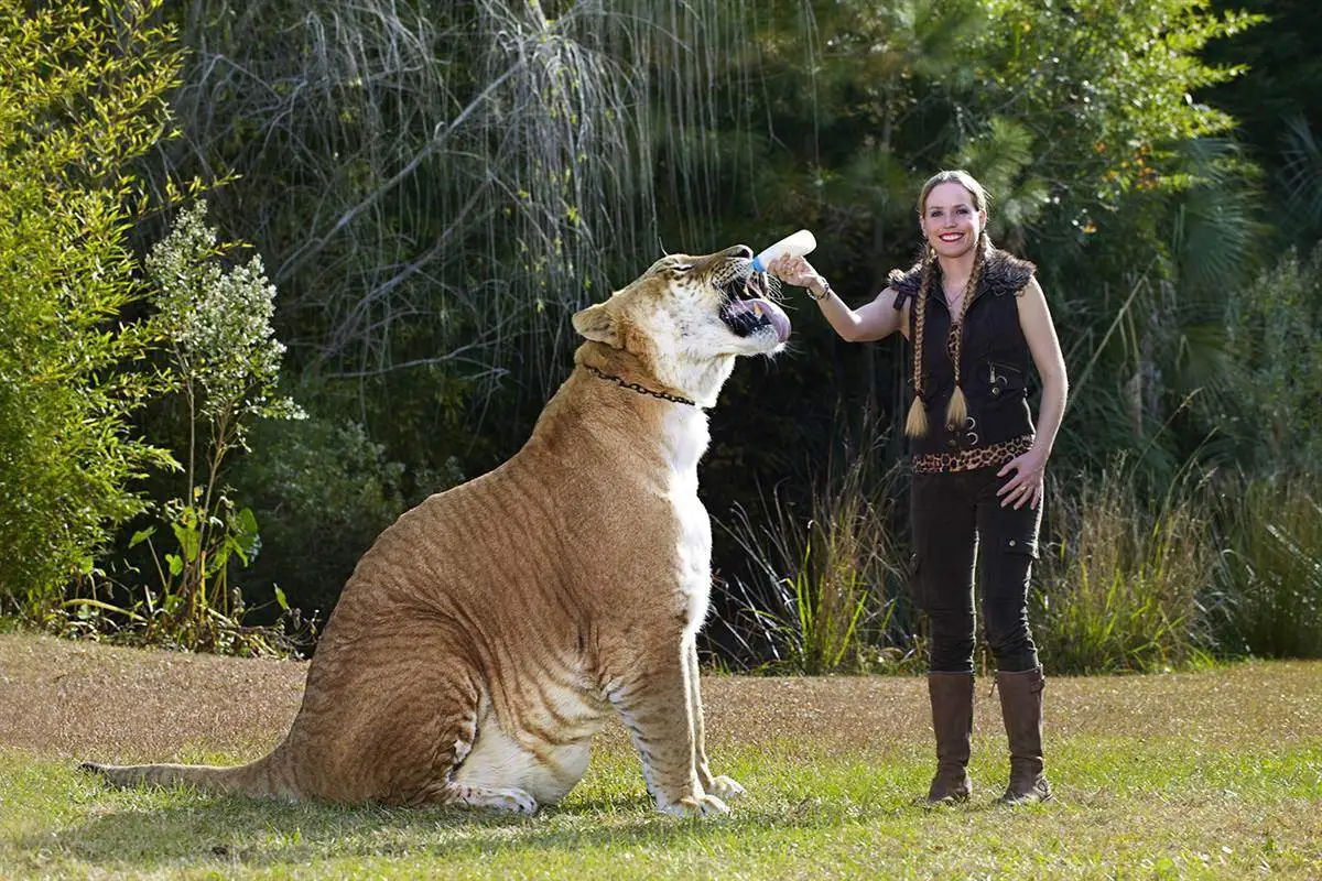 "Quái thú" nửa hổ, nửa sư tử dài hơn 3m, nặng 418kg
