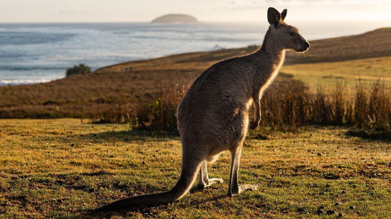 Australia cho phép thợ săn giết hàng triệu con kangaroo hàng năm