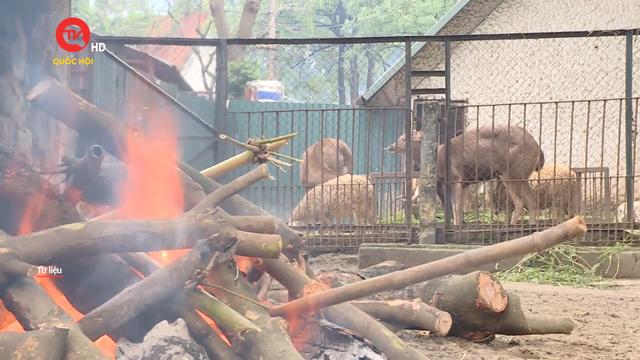Hà Nội chỉ đạo việc đảm bảo chống rét cho động vật ở Vườn thú Hà Nội
