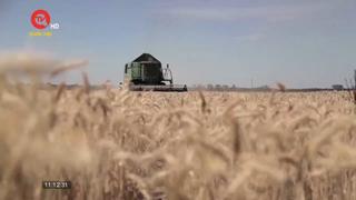 Giá lúa mì lần đầu tiên giảm bốn quý liên tiếp kể từ năm 2008