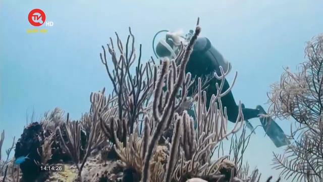Khôi phục các rạn san hô bằng công nghệ mới 