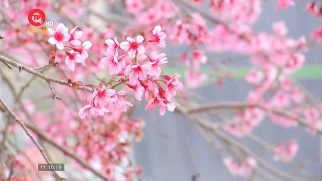 Lâm Đồng: Phố ngàn hoa khoe sắc gọi xuân về 