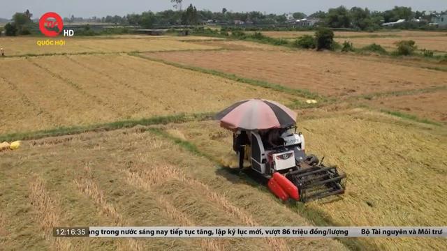 Quảng Nam: Được mùa vì chuyển đổi giống lúa