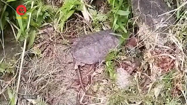 Phát hiện rùa đầu to quý hiếm ở Quảng Nam