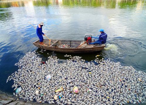 Hàng tấn cá chết nổi trắng mặt hồ An Biên
