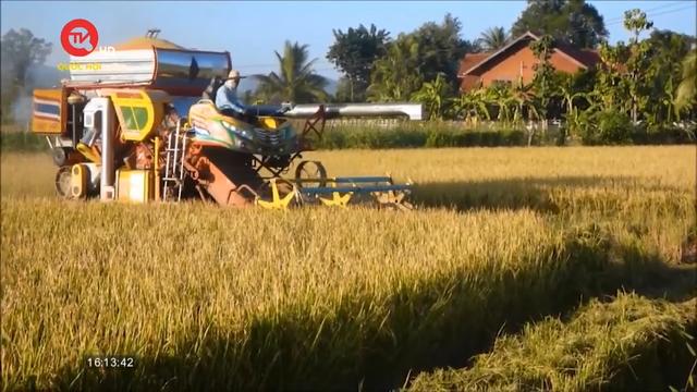 Thái Lan trồng vụ lúa thứ hai, tăng sản xuất lúa gạo