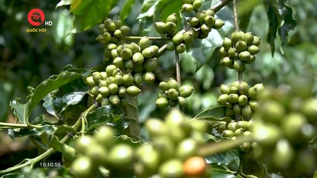 Đắk Lắk: Chuẩn hóa quy chuẩn sản xuất cafe để bước ra sân chơi lớn 