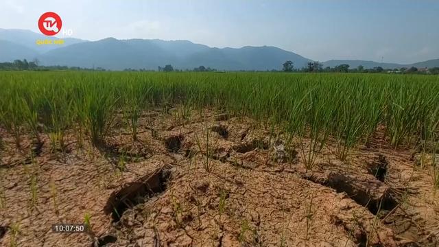 Đắk Lắk: Hàng nghìn hecta cây trồng đối mặt với khô hạn