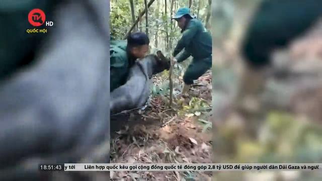 Quảng Nam: Giải cứu động vật quý hiếm bị dính bẫy thợ săn