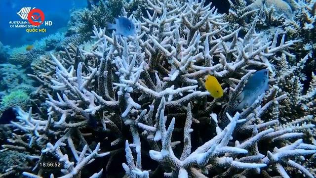 Rạn san hô Great Barrier trải qua đợt tẩy trắng tồi tệ nhất