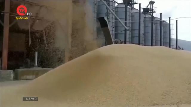 Ukraine thiệt hại lớn nếu thoả thuận ngũ cốc đổ vỡ